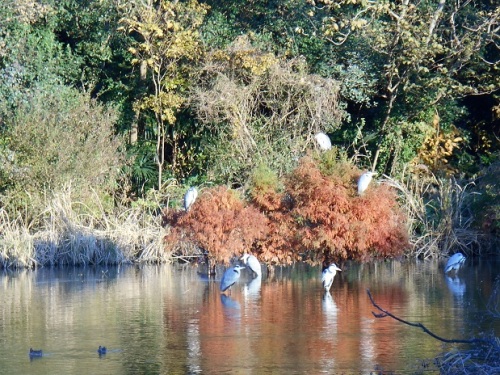 野鳥観察