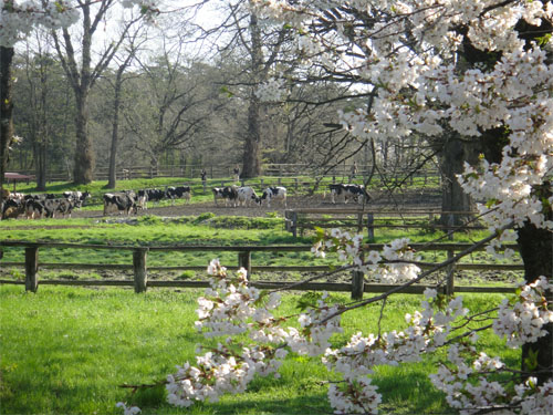 一本桜13.jpg