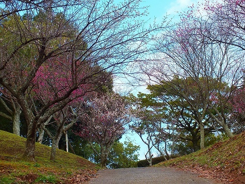 天地山公園の梅の花 036.jpg