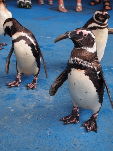 ペンギンのお散歩.jpg