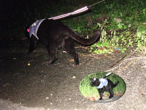 チャン9.jpg
