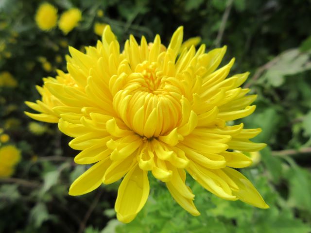 10月25日 秋のキク | フラワンライフ（花、動物、風景） - 楽天ブログ