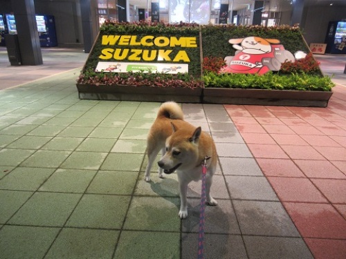 鈴鹿paで車中泊 柴犬ゴンのお散歩日記 楽天ブログ