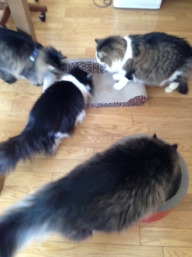 猫ズ’１４－５写真 2-2.jpg