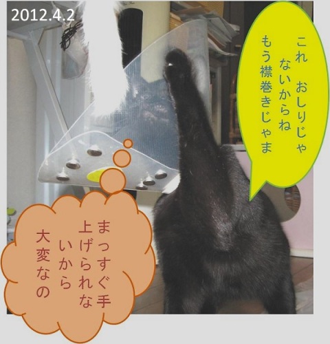 2012_04_02カラーじゃま.jpg