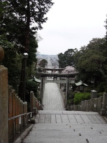 2.2016年桜 宮地嶽神社 (4).JPG