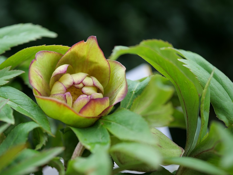 16th ブラウニーダブル 開花 | 植物男子ツボニワー - 楽天ブログ 16th ブラウニーダブル 開花 | 植物男子ツボニワー - 楽天ブログ