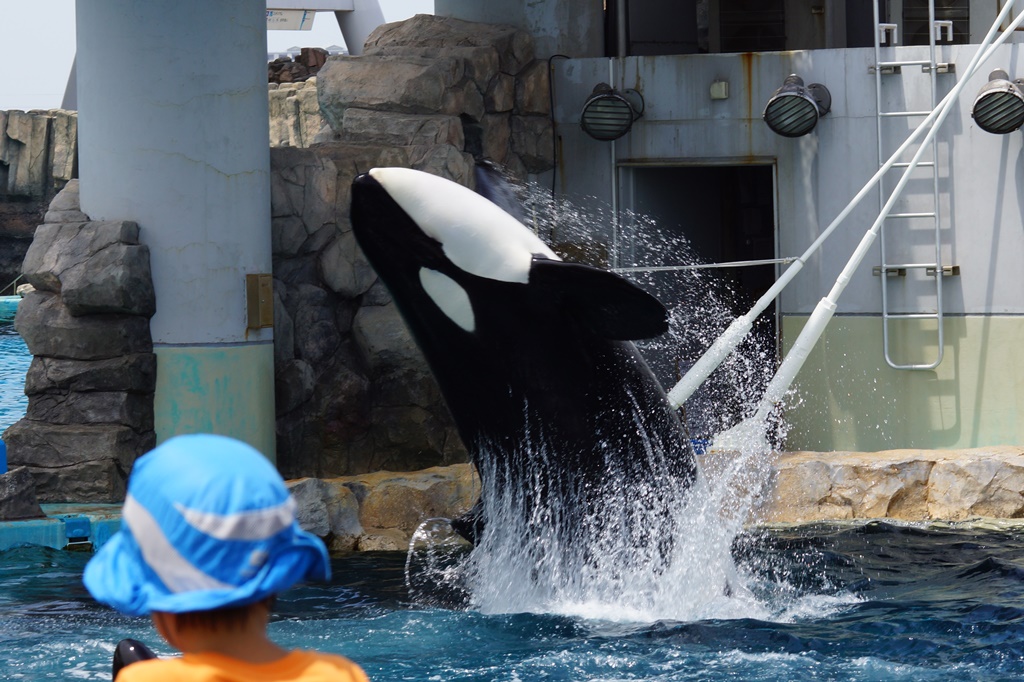 名古屋港水族館のシャチ イルカショーに魅せられて 楽天ブログ