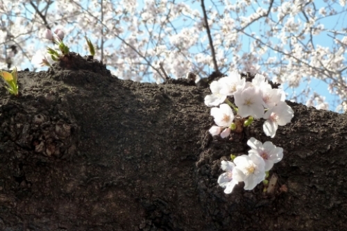 pict-上野の桜 4.jpg