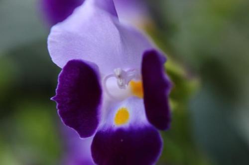 20150720 トレニア2.jpg