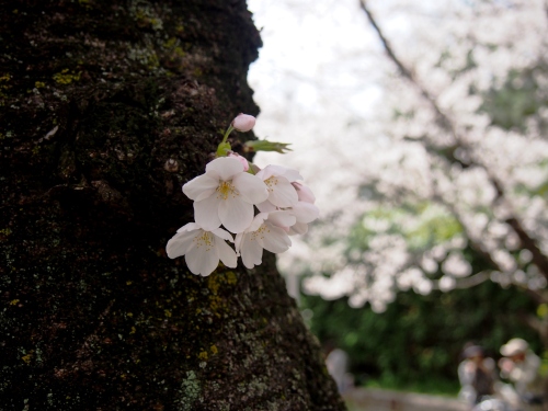 浜寺公園2.JPG