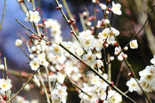 20160213 白梅2.jpg