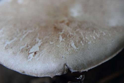 21050919 キノコ.jpg