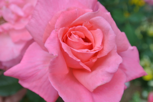 DSC_4450.JPG