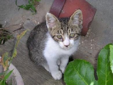 外猫