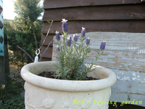CIMG0613.JPG