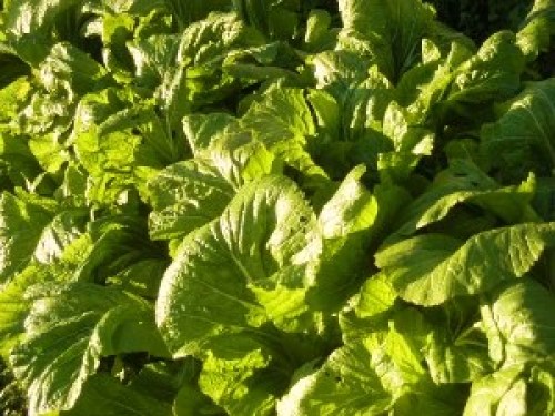 DSCN2677 (300x225).jpg