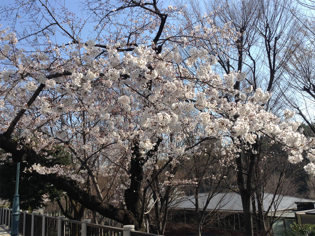 Sakura201504.JPG