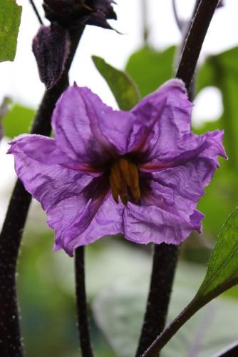 201505023 ナスビ2.jpg