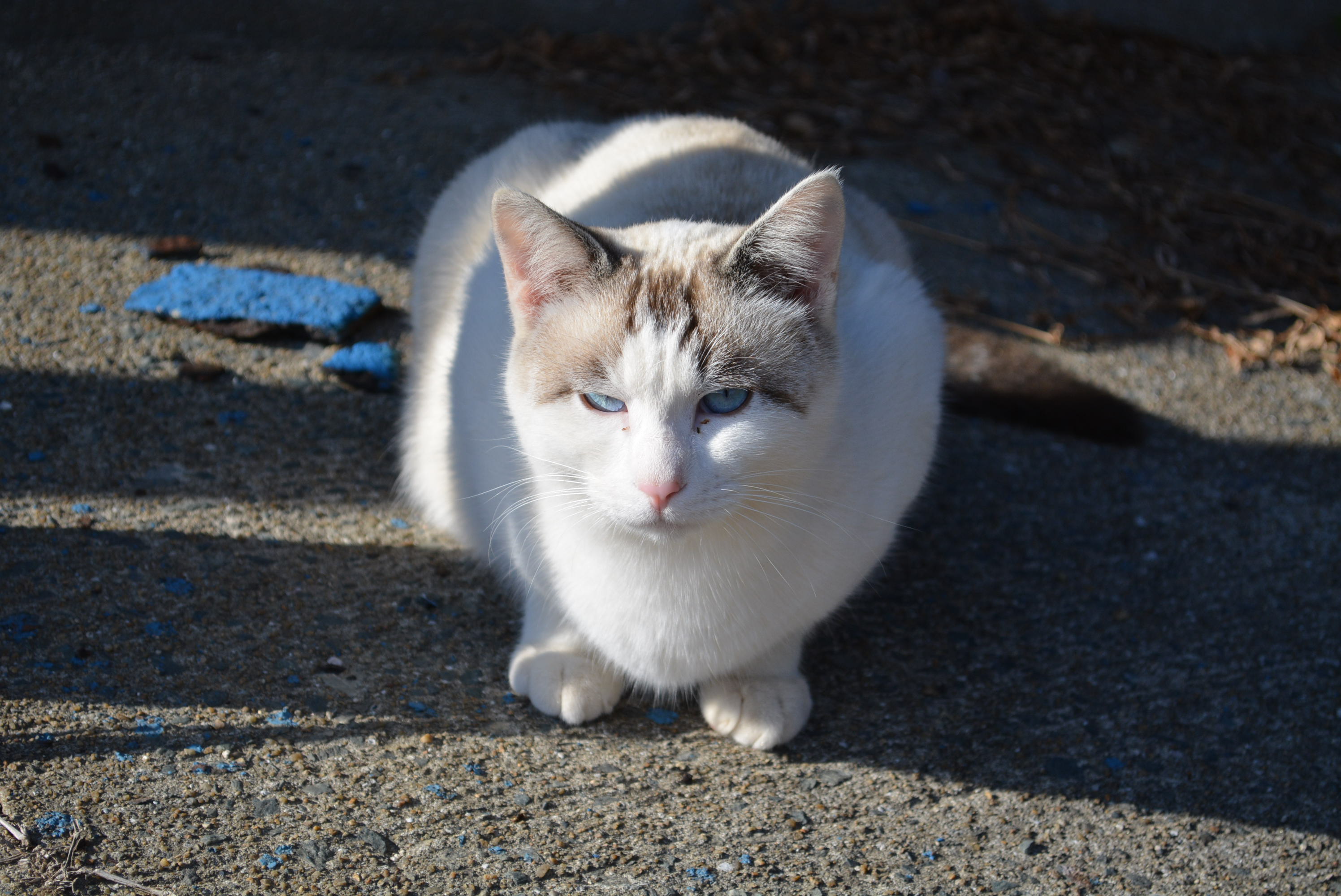 １２月５日の駐車場の猫 白猫 キジ白 サビ アメンボの日記 楽天ブログ