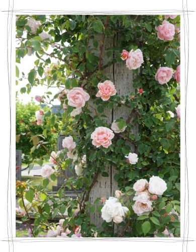 花フェスタ記念公園　岐阜　可児　バラ