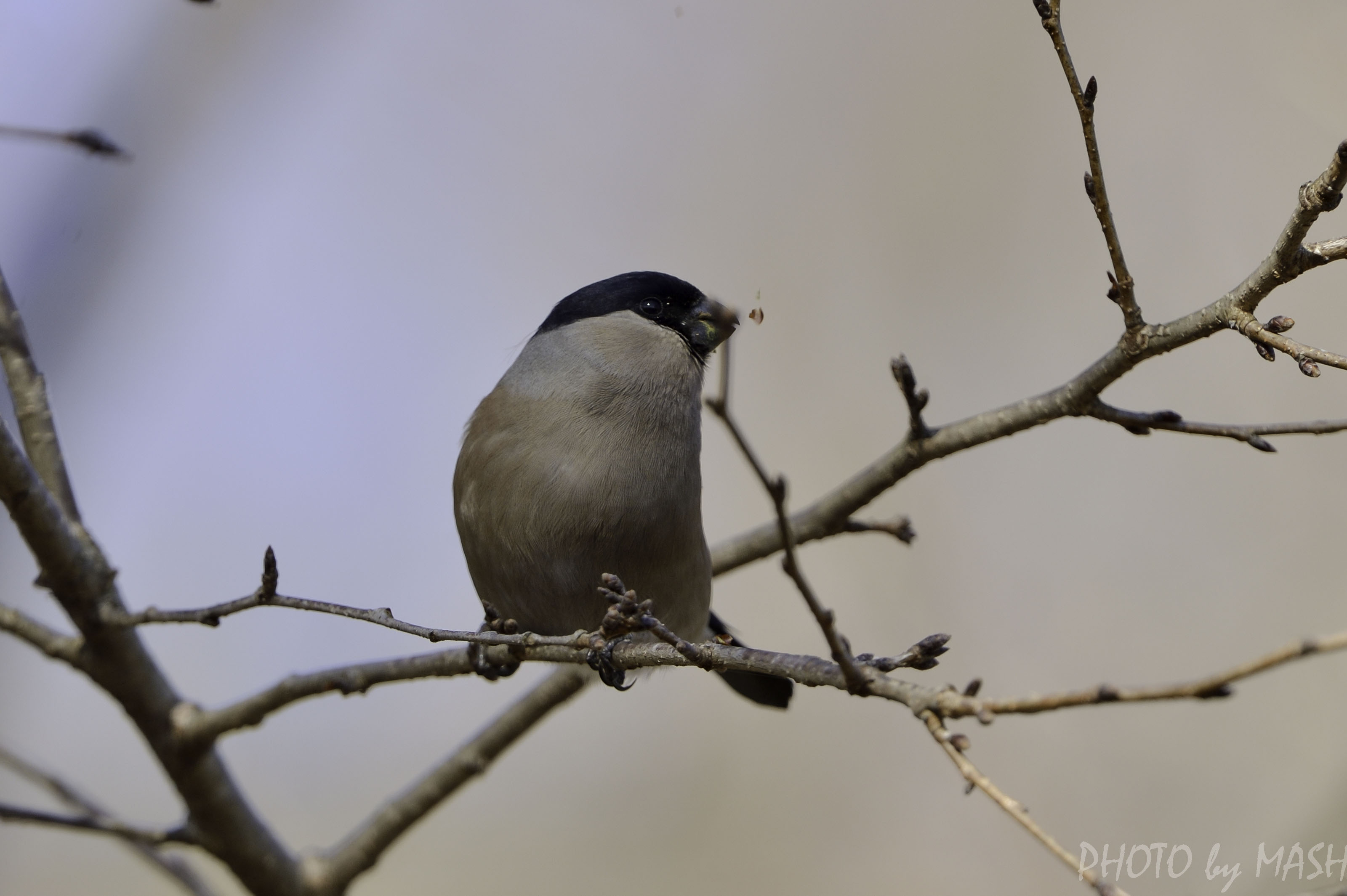 このウソは 大好き I Love Eurasian Bullfinch 鳥撮り夫婦の 野鳥 写真 ブログ 週末限定鳥見の世界 Bird Photo Blog By Birding Couple 楽天ブログ