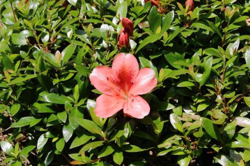 20160515 サツキ3.jpg