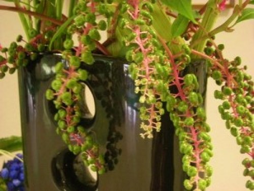 DSCN3087 (300x225).jpg