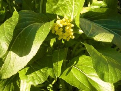 DSCN2683 (300x225).jpg