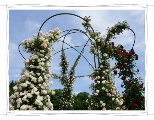 花フェスタ記念公園　岐阜　可児　バラ