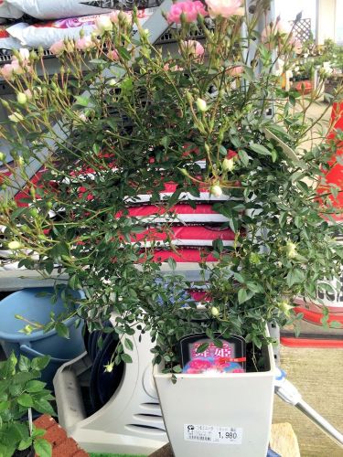 2016-04-30 14.17.32-1.jpg