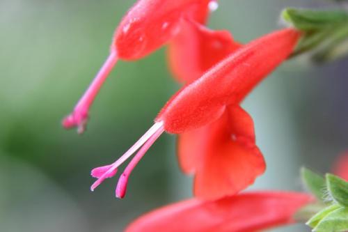 20160529 サルビア.jpg