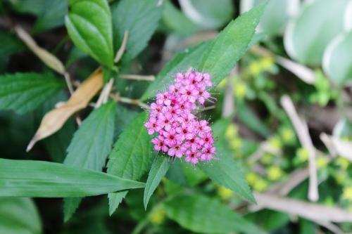 20160604 シモツケ4.jpg