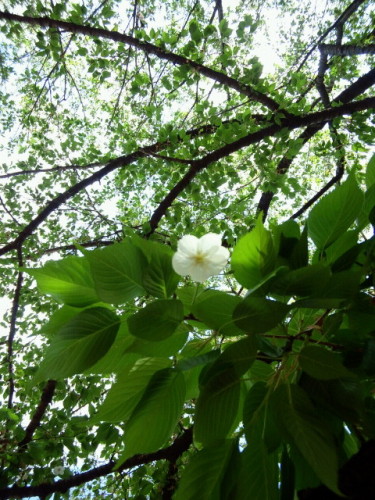 20120418_17.JPG