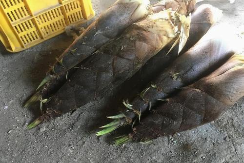 20170422 タケノコ.jpg