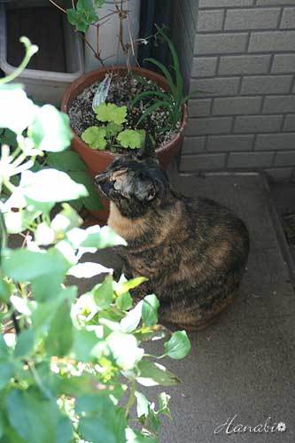 20120522あん01.jpg