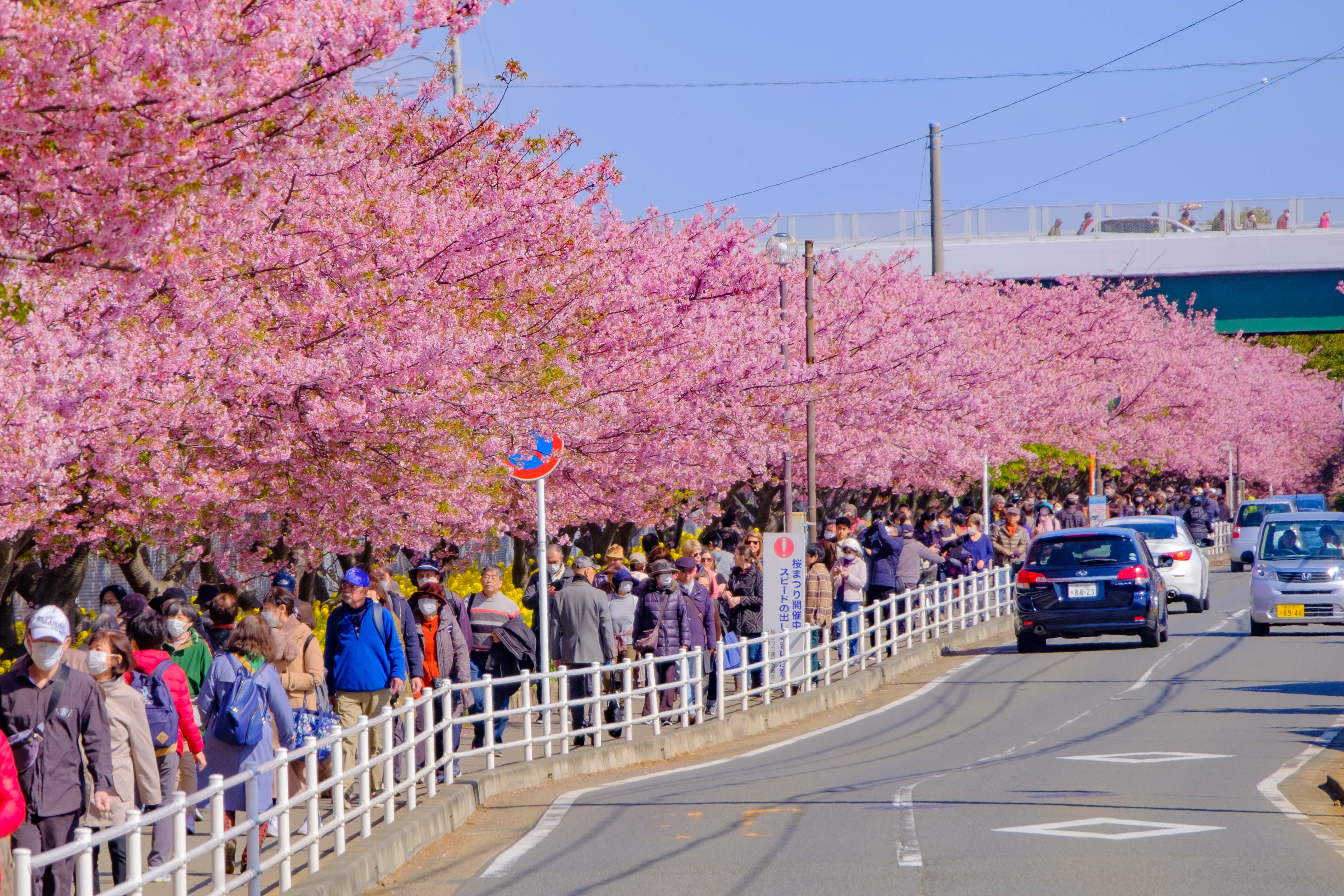 河津桜 三浦海岸駅周辺 Forester Channel 楽天ブログ