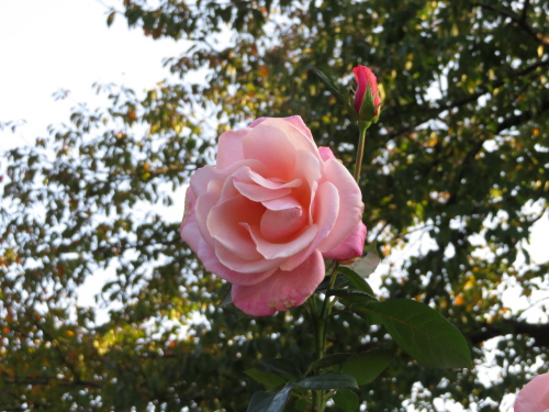 IMG_2338.JPG