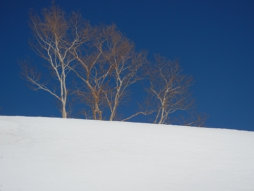 20140322ダケカンバ２.jpg