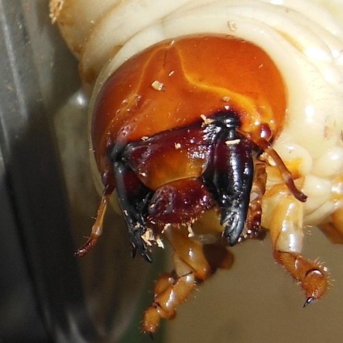 hB4Cβ-04-04 (2).JPG