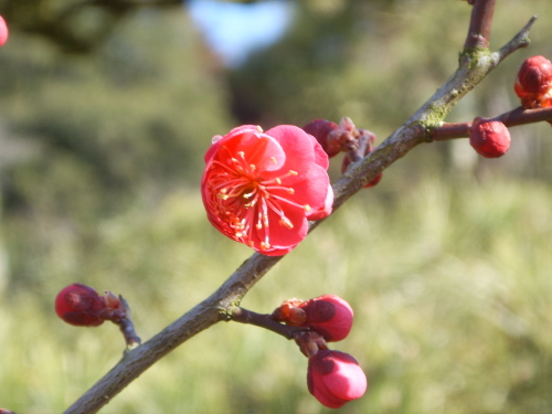 20150221_偕楽園　梅まつり　梅3.jpg