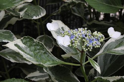 20150613 フイリガクアジサイ5.jpg