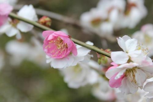 20150322 斑梅7.jpg