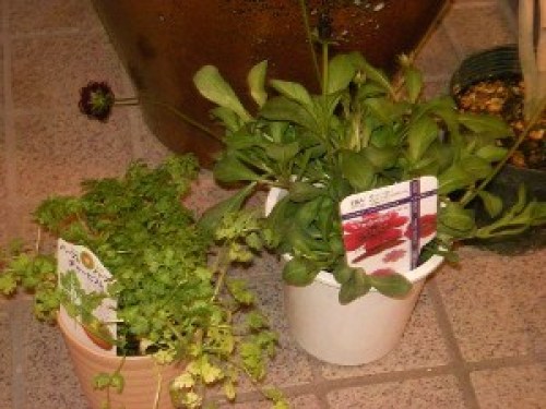 DSCN6834 (300x225).jpg