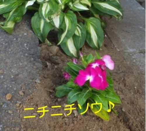 20130603_5.jpg