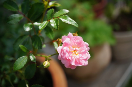 DSC02718.JPG