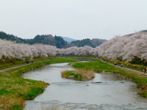 夏井千本桜_2014_04_28_03.jpg