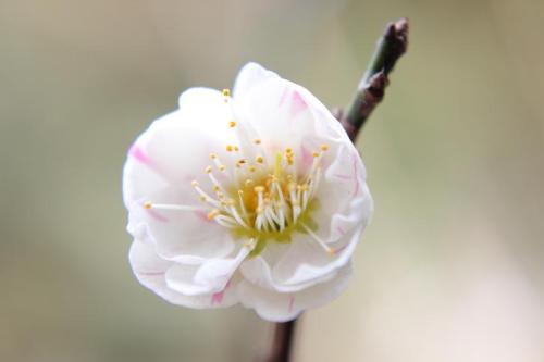 20160228 梅　輪違い.jpg