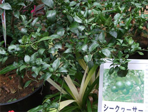 沖縄631.jpg