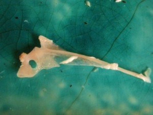 DSCN5842 (300x225).jpg